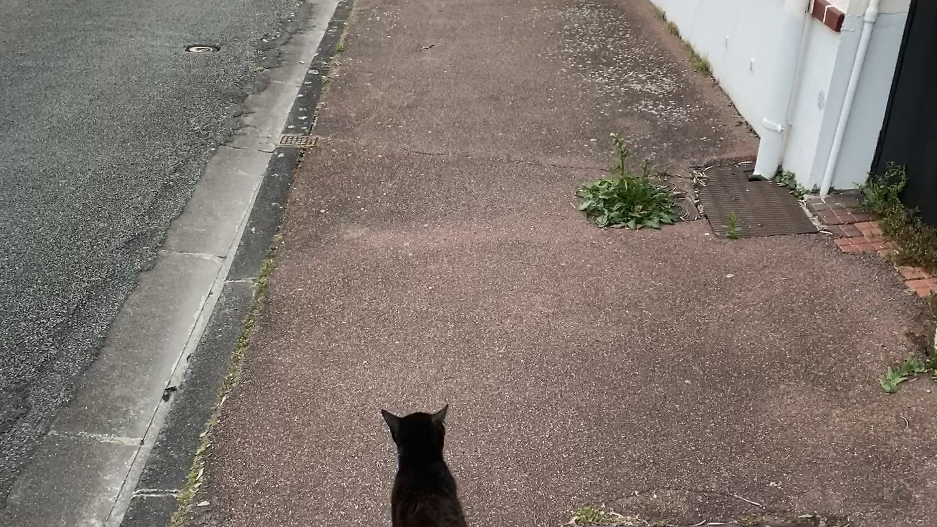 Chat en promenade de confinement